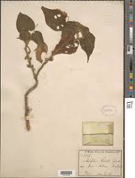 Image result for Rhynchosia holstii