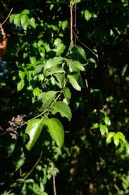 Image result for Usteria