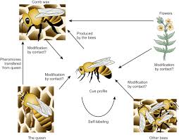 Nestmate Recognition An Overview Sciencedirect Topics