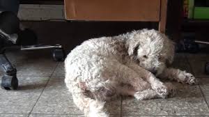 Perro Jugando Slenderman Youtube The slender man (also spelled slenderman) is a fictional supernatural character that originated as a creepypasta internet meme created by something awful forum user eric knudsen. perro jugando slenderman