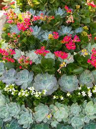 House plant succulent crassula leaves burro's donkey tail sedum morganianum seed. A Nice Arrangement Of A Variety Of Succulent Plants In Various Shades Of Green And Bright Pink Flowers Stock Photo Picture And Royalty Free Image Image 19623961