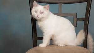 One of the oldest cat breeds, it takes its name from its place of origin: Napoleon Mixed Cat Breed Pictures Characteristics Facts