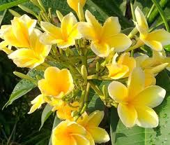 Blooming field, summer, violet flowers. Lord Siwa S Flower In Bali Waka Hotel And Resorts