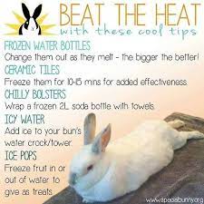 Keep Your Rabbit Cool In The Summer Bunny Care Pet Rabbit Meat Rabbits