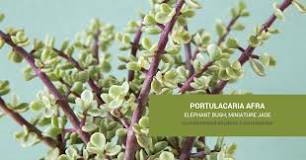 Image result for is elephant bush toxic