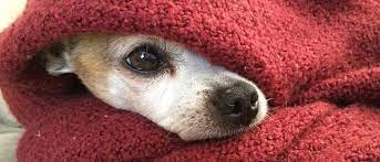 Existe uma favela de cachorro no brasil. Cachorro Sente Frio Descubra Se A Afirmacao E Real Petz