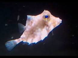 Share a picture of a boxfish 3 times. ãƒ©ã‚¯ãƒ€ãƒã‚³ãƒ•ã‚° Humpback Turretfish Helmet Cowfish Camel Cowfish Thornbacked Boxfish Tetrosomus Gibbosus Youtube
