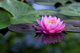 ÐÐ°ÑÑÐ¸Ð½ÐºÐ¸ Ð¿Ð¾ Ð·Ð°Ð¿ÑÐ¾ÑÑ lotus flower
