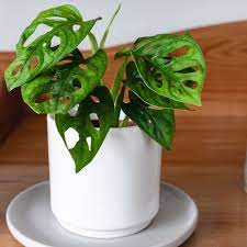 We did not find results for: Swiss Cheese Plant Indoor Care Growing Guide