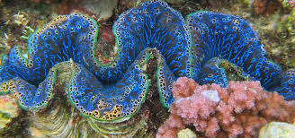 The largest giant clams can weigh over 500 pounds and live up to 200 years. Why Do Tridacnid Clams Look The Way They Look Tfh Magazine