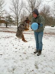 raising a mini aussie how long does it take a mini to be