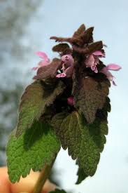 Jun 08, 2021 · on dec. Purple Deadnettle Lamium Purpureum L Plant Pest Diagnostics