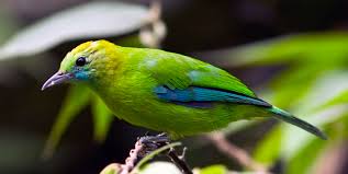 Image result for Cyanotis sp. aff. C. lapidosa