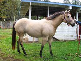 Sweethearts Of The West A Horse Is A Horse Breeds Common In The Old West
