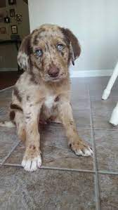 210 Aussie Ideas Cute Dogs Puppies Cute Puppies