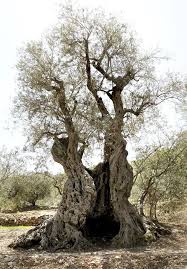 The Sisters Olive Trees Of Noah Trees To Plant Unique Trees Olive Tree