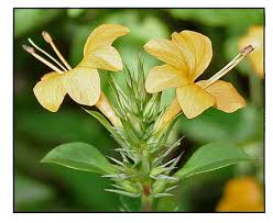 Image result for Barleria sp. D (near holubii)