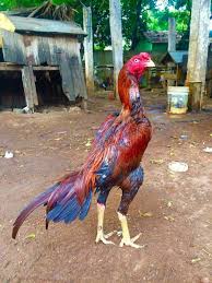Pin De Janet Rock Em Aseel Galinhas E Galos Galos Indios Galo Indio Gigante