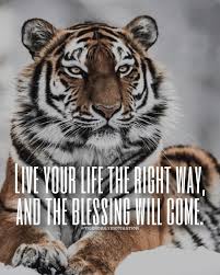 Tiger Motivational Quotes On Instagram Double Tap Comment If You Agree Tiger Daily Motivation Qu Motivational Quotes Tiger Motivation