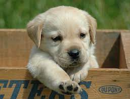 ¿qué otras razas de perro pequeñas añadirías? Perros De Raza En Venta Con Pedigri O Sin Community Facebook