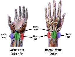 Image result for Hamate Bone