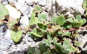 Image result for Tetragonia calycina