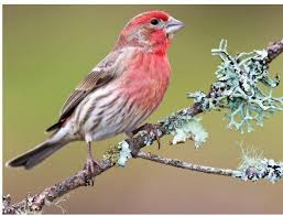 Ohio Bird Red Head Brown Body House Finch Finches Bird Backyard Birds Beautiful Birds