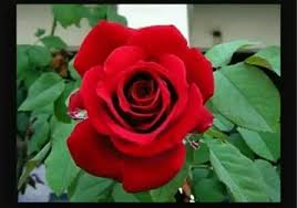 Jual aneka jenis tanaman mawar. Tanaman Bunga Mawar Merah Lazada Indonesia