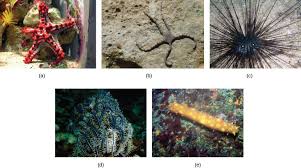 Phylum Echinodermata Biology For Majors Ii