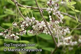 Image result for Dalbergia acutifoliolata