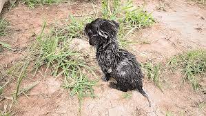 The Dog Was Exposed To The Sun In An Iron Cage Tied By Its Owner, Kept Crying For Help - YouTube