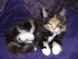 There are different color combinations like black and white, red/orange, and white and blue/gray. The Calico Maine Coon Guide Maine Coon Central
