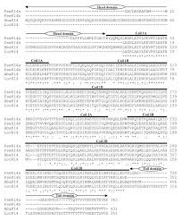 Sequence Comparison Of K14 From Bichir Sturgeon And Gar