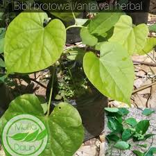 Check spelling or type a new query. Jual Bibit Tanaman Brotowali Pohon Daun Antawali Obat Herbal Kab Bogor Mulia Daun Id Tokopedia