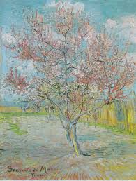 With three colors of flowers on the same tree at the same time, the peppermint flowering peach puts on a spectacular show in spring. Flowering Orchards Wikipedia