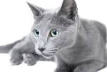 180 Best Russian Blue Cat Names – The Paws