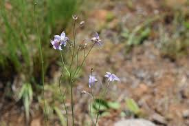 Image result for Wahlenbergia huttonii