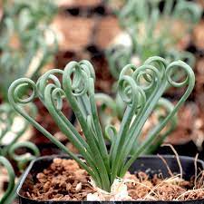 Maybe you would like to learn more about one of these? Albuca Spiralis Frizzle Sizzle Limited Mountain Crest Gardens