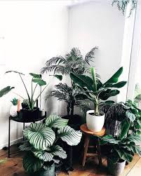 Ways To Decorate A Best Small Indoor Plants Only In Neuron Home Design Small Indoor Plants Plant Decor House Plants Indoor
