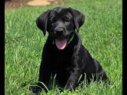 We did not find results for: Lab Puppies For Sale In Michigan Under 500 07 2021