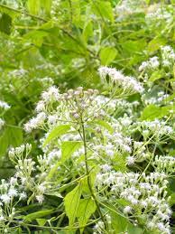 A Photo Of Camfhur Grass Flower Siam Weed Bitter Bush Devil Stock Photo Picture And Royalty Free Image Image 75230880