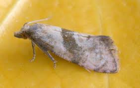 Image result for Cochylidia implicitana