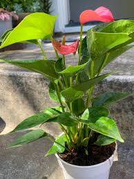Pin On Botanic Heaven Grow With Plants