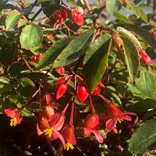 Image result for Begonia fusialata