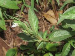 Image result for Asystasia mysorensis