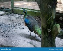 Peacock inside of the cage stock image. Image of animal - 220889879