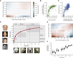 Yandex.translate works with words, texts, and webpages. Quantitative Translation Of Dog To Human Aging By Conserved Remodeling Of The Dna Methylome Sciencedirect
