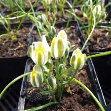 Image result for Albuca nigritana
