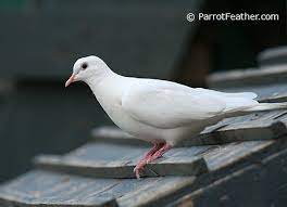 Parrotfeather Com Ringneck Doves
