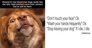 Distracting Doggo Memes Is Where It S At 34 Memes Funny Cat Memes Cute Funny Animals Memes